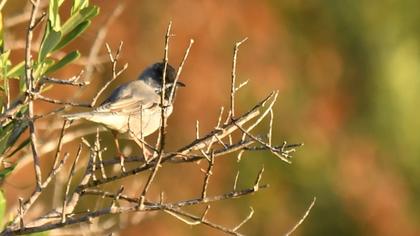 Karaboğazlı ötleğen