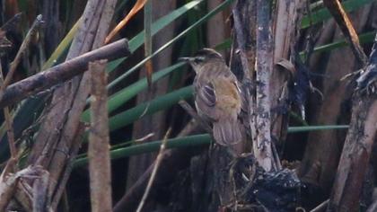 Bıyıklı kamışçın