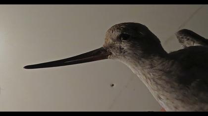 Terek düdükçünü