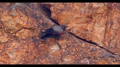 Duvar tırmaşıkkuşu