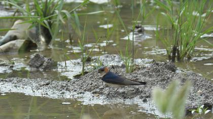 Kızıl kırlangıç
