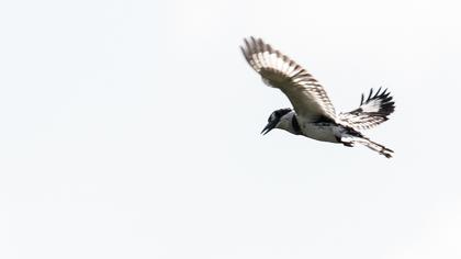 Alaca yalıçapkını