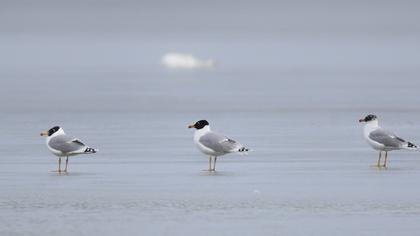 Büyük karabaş martı
