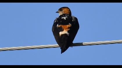 Kızıl kırlangıç