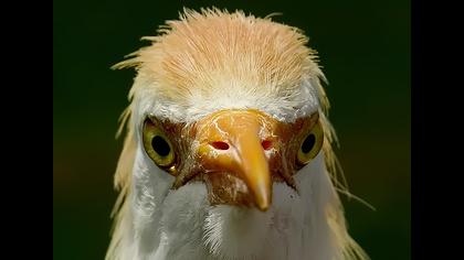 Sığır balıkçılı