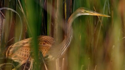 Erguvani balıkçıl