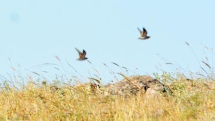 Kılkuyruk bağırtlak