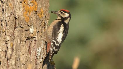 Orman alaca ağaçkakanı