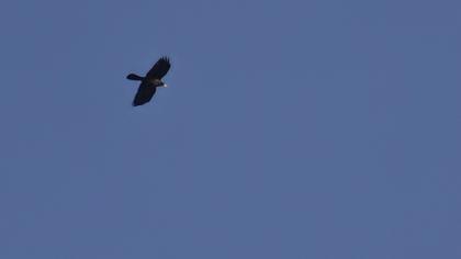 Sarıgagalı dağ kargası