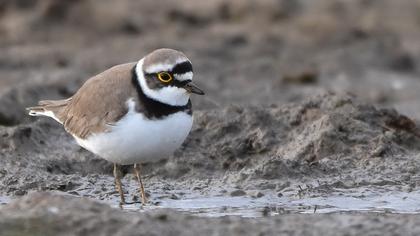 Halkalı küçük cılıbıt