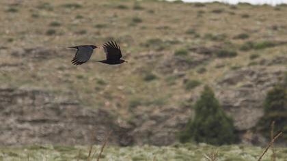 Kırmızıgagalı dağ kargası
