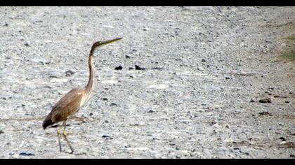 Erguvani balıkçıl