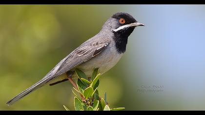 Karaboğazlı ötleğen