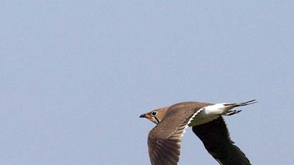 Bataklıkkırlangıcı