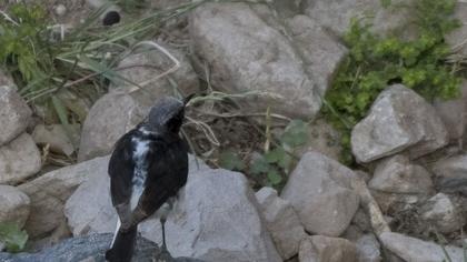 Aksırtlı kuyrukkakan