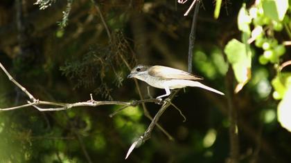Kızılsırtlı örümcekkuşu