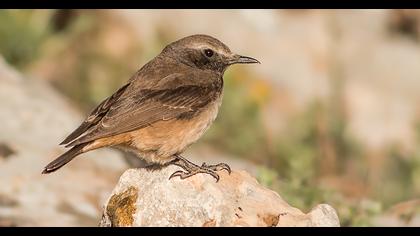 Kızılca kuyrukkakan