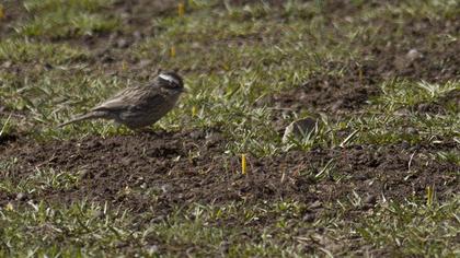 Sürmeli dağbülbülü