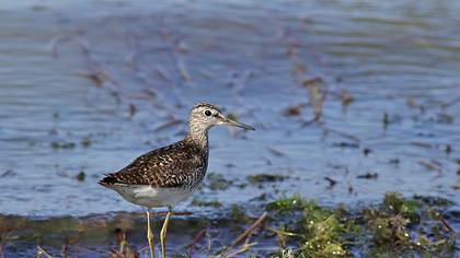 Orman düdükçünü