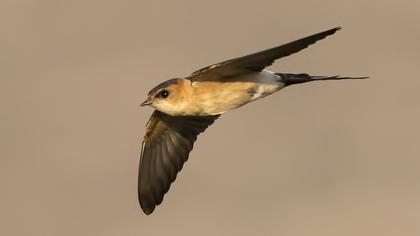 Kızıl kırlangıç