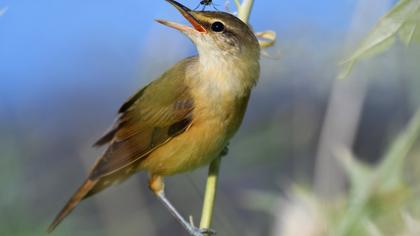 Büyük kamışçın