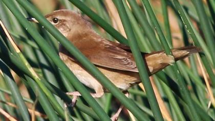 Bataklık kamışçını