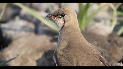 Bataklıkkırlangıcı