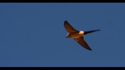 Kızıl kırlangıç