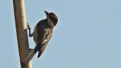 Akyanaklı baştankara