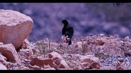 Sarıgagalı dağ kargası
