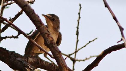 Bıyıklı ötleğen