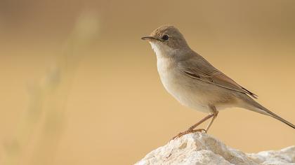 Akgerdanlı ötleğen
