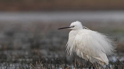 Küçük ak balıkçıl