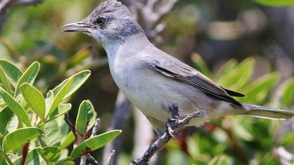 Karaboğazlı ötleğen