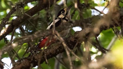 Orman alaca ağaçkakanı