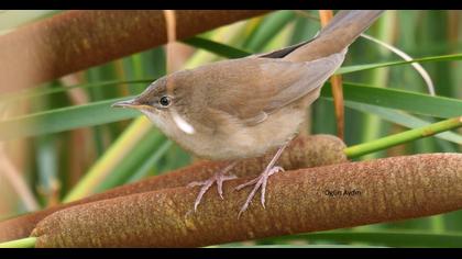 Bataklık kamışçını