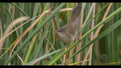 Bataklık kamışçını