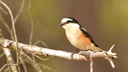 Maskeli örümcekkuşu