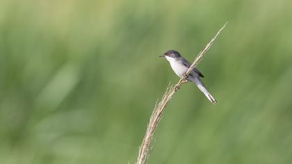 Pembegöğüslü ötleğen
