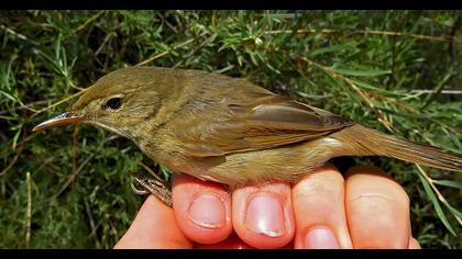 Kuzey kamışçını