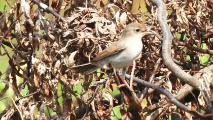 Akgerdanlı ötleğen
