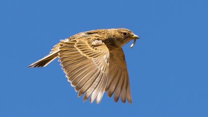 Türkistan çorak toygarı