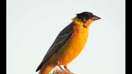 Karabaşlı kirazkuşu