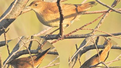 Bataklık kamışçını