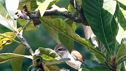 Kızılsırtlı örümcekkuşu