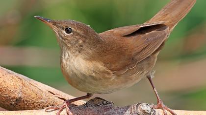 Bataklık kamışçını