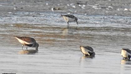 Karakarınlı kumkuşu