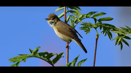 Çalı kamışçını