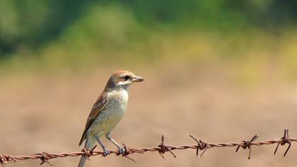 Kızılsırtlı örümcekkuşu