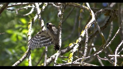 Küçük ağaçkakan